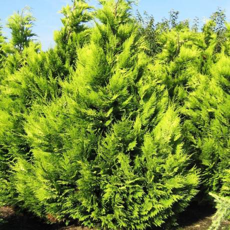 Cyprysik l. Stardurst 100-120 poj. C15