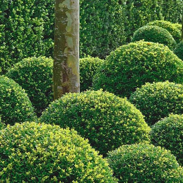 Ostrokrzew karbowanolistny Crenata poj. C3