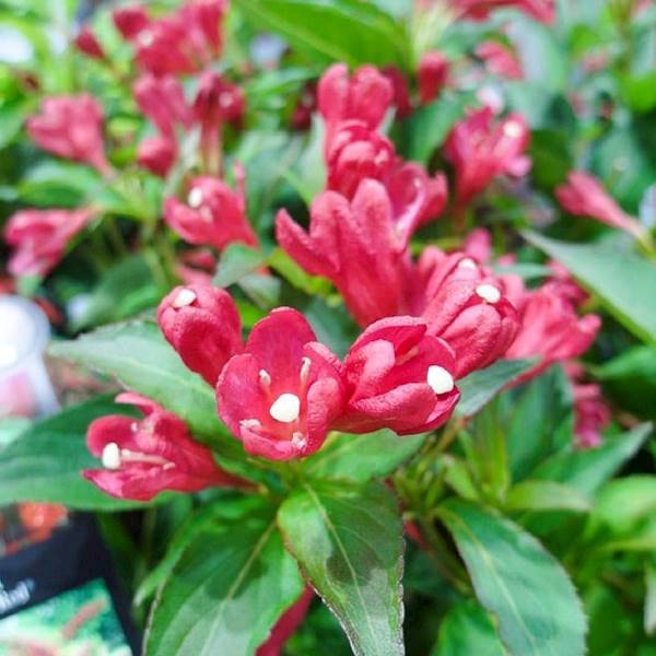 Krzewuszka  All Summer Red  poj. C3 