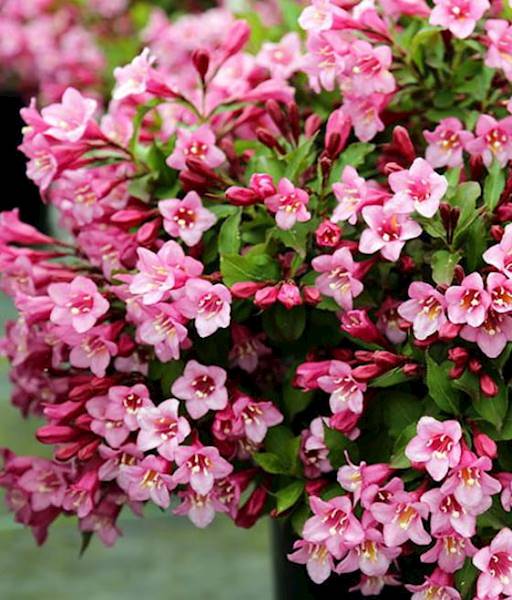 Krzewuszka  Minuet poj. C3 