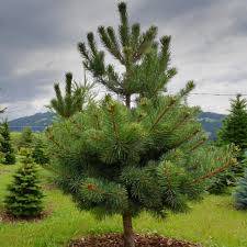 Sosna czarna  poj. C3