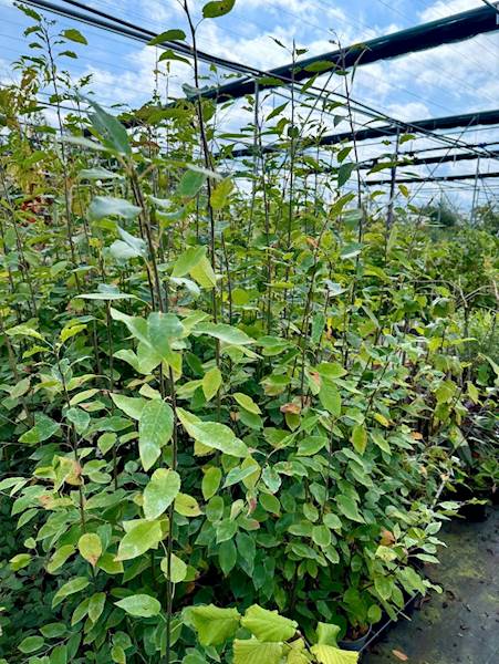 Świdośliwa   poj. C5