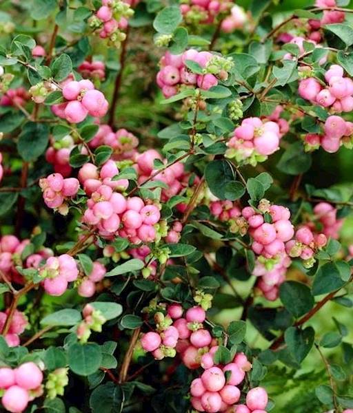 Śnieguliczka Hancock poj. P9