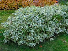 Dereń biały  poj. C3