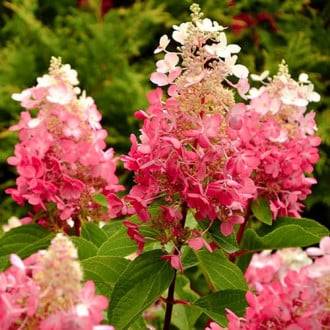 Hortensja bukietowa Pink Queenpoj. C3
