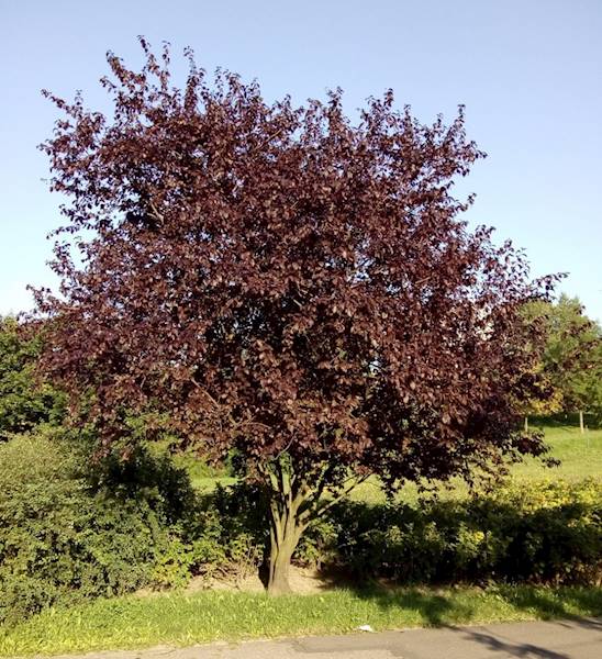 Śliwa Pisardii poj.200-250