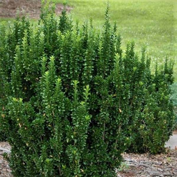 Trzmielina kolumnowa poj.  P9