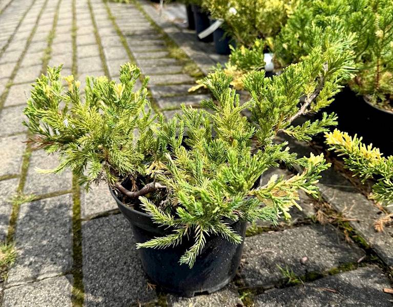 Jałowiec exp. Variegata poj. C3