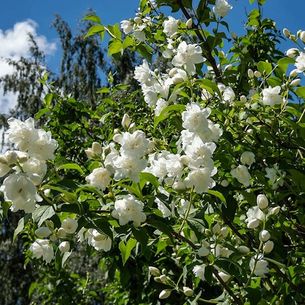 Jaśminowiec Snowbale poj. C3