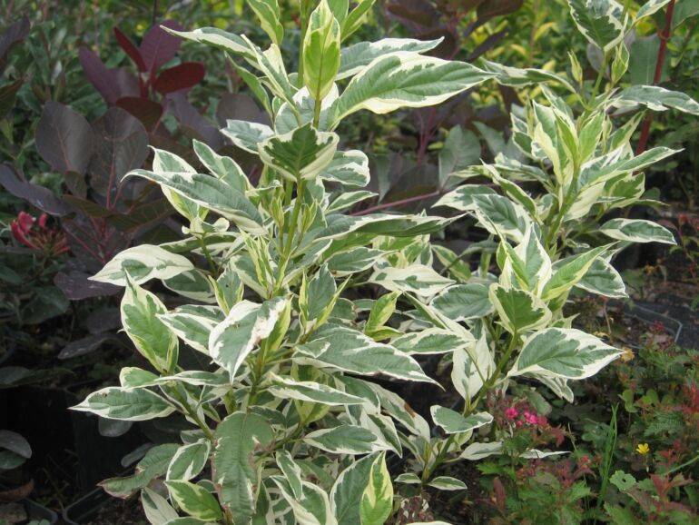 Dereń rozłogowy White gold poj. C3