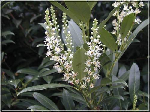 Laurowiśnia Herbergii  60-80 poj. C7