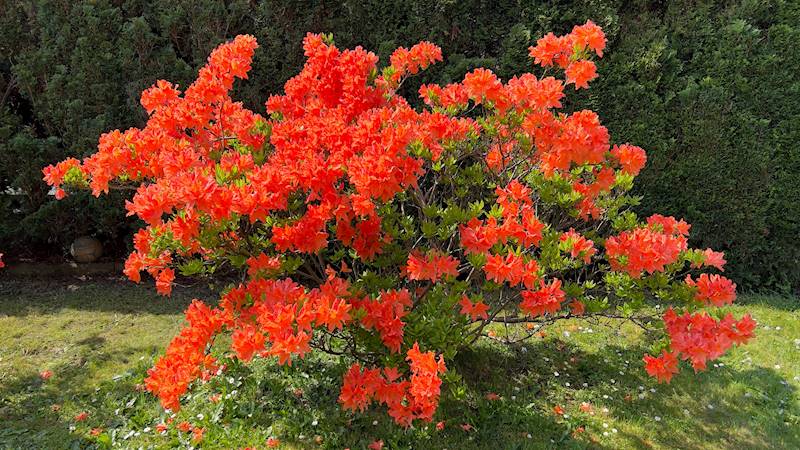 Azalia wielkokwiatowa  poj. C5