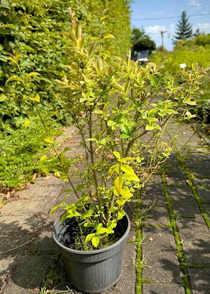 Ligustr Aureum poj. C3