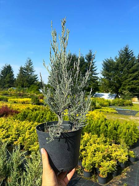 Jałowiec Blue Arrow poj. C3