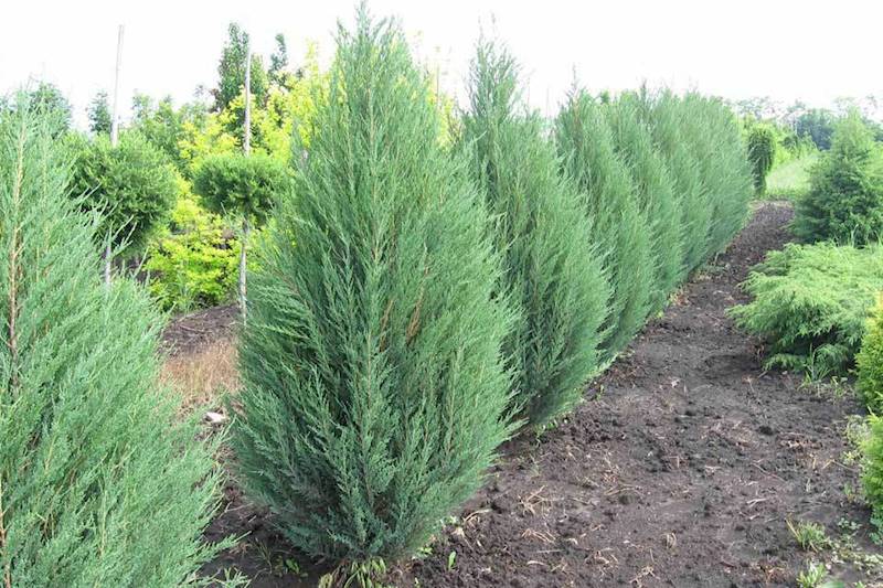 Jałowiec Blue Arrow poj. C3