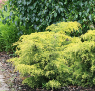 Jałowiec pf. King of Sprint poj. C3