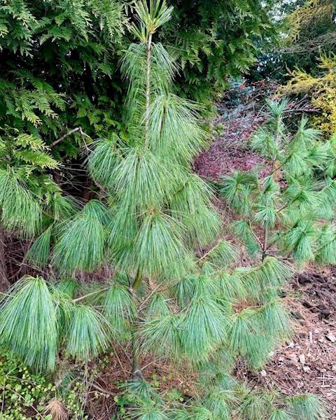 Sosna Himalajska  poj. C3