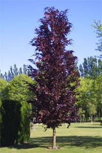 Buk Davyck Purple poj C10  170-200
