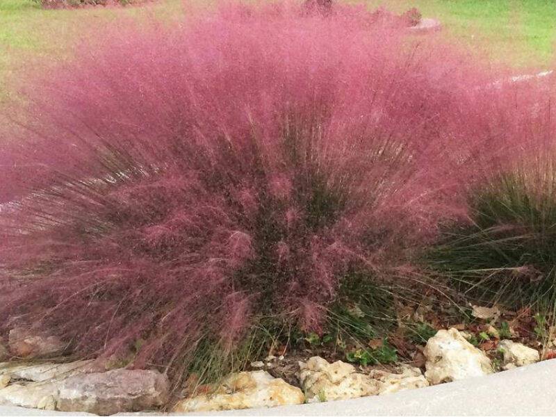 Muhlenbergia -przyostnia  poj. 