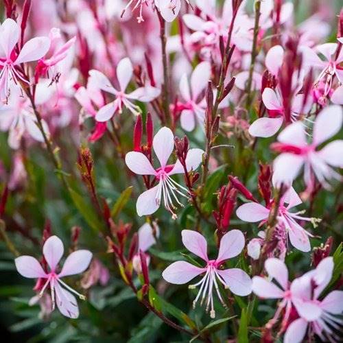 Gaura  poj. 