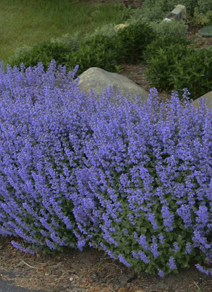 Kocimiętka Pursian Blue  poj. 