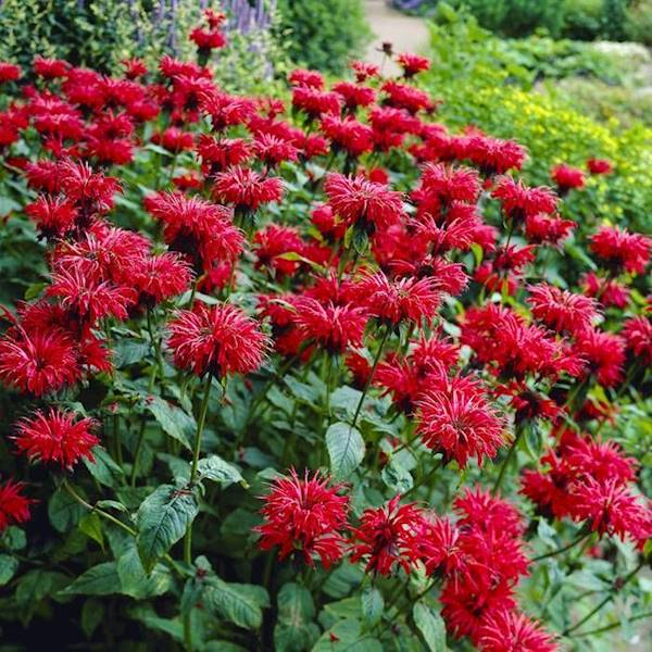 Monarda poj. 