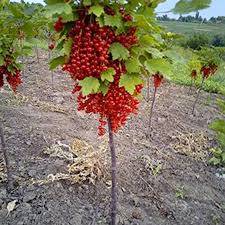 porzeczka czerwona pienna poj C3