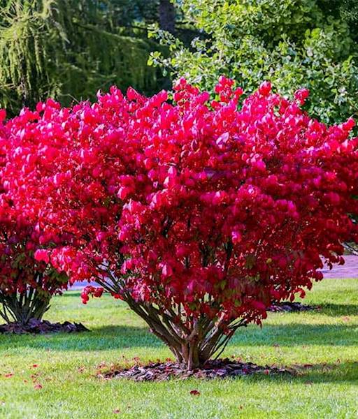 Trzmielina oskrzylona Compactum  poj. C3