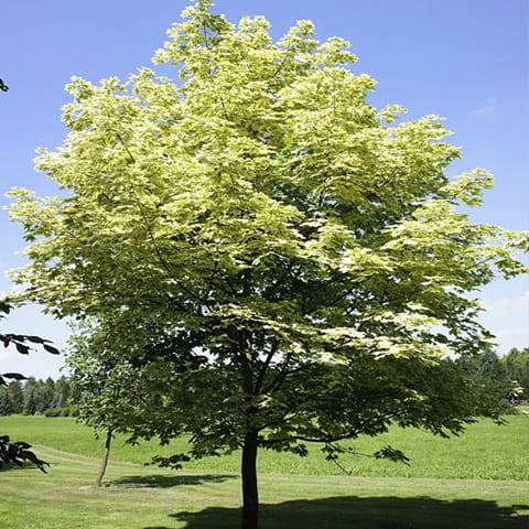 Klon jesionolistny Drumondii obw. 10-12