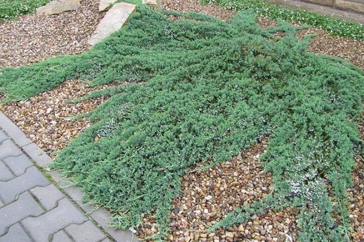 Jałowiec płożący poj. C3