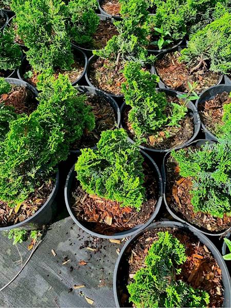 Cyprysik Nana Gracilis C2