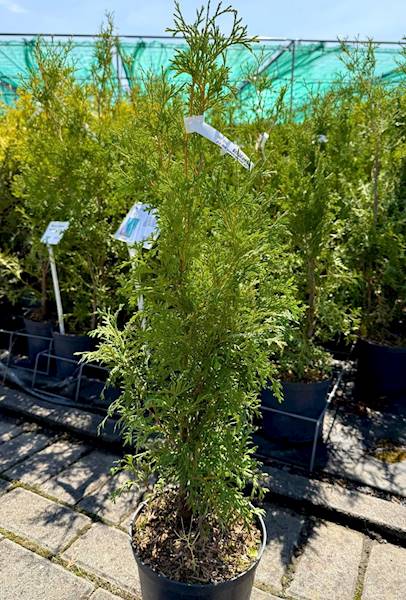 Tuja occ. Brabant poj. C3 40-50 PROMOCJA