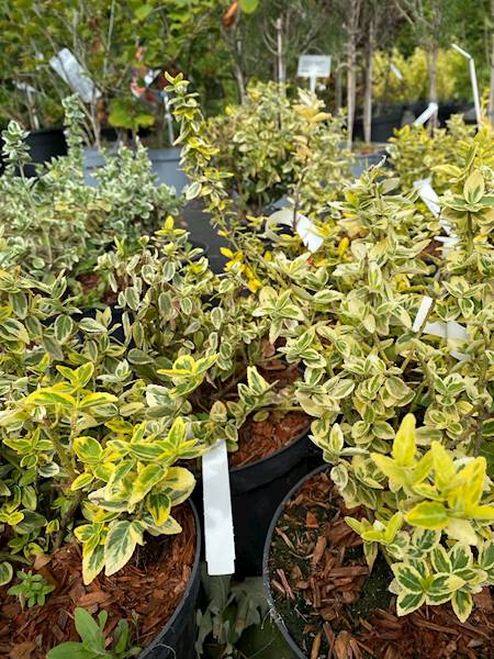 Trzmielina  Gold poj.  C2