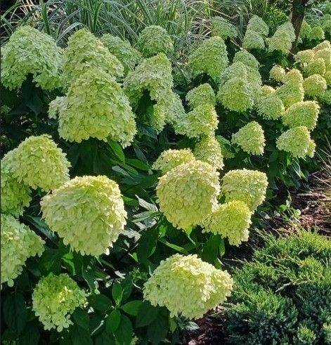 Hortensja bukietowa Magical Kilimanjaro poj. C3