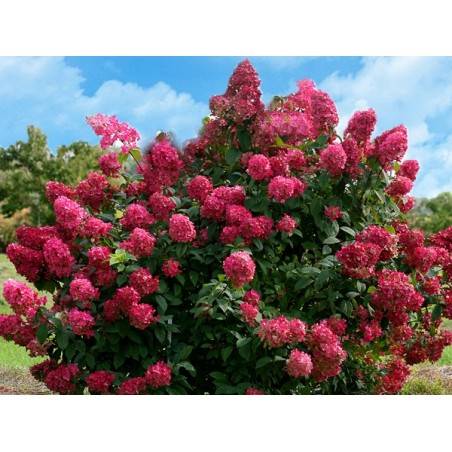 Hortensja bukietowa Wims Red poj. C3