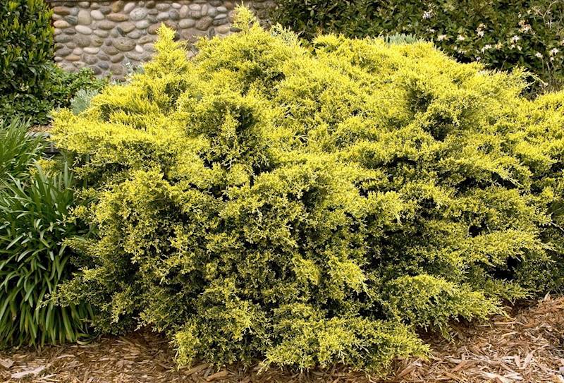 Jałowiec Golden Joy poj. C3