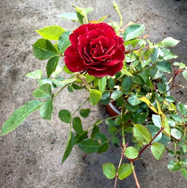 Róża okrywowa Red Fairy poj. C1,5