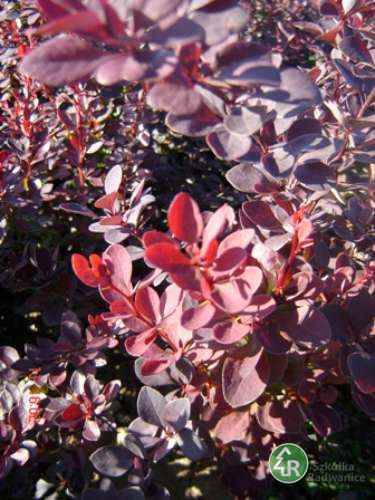 Berberys th. Atropurpurea 40-60