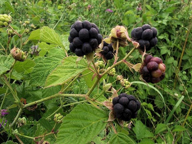 Jeżyna  popielnica 40-60