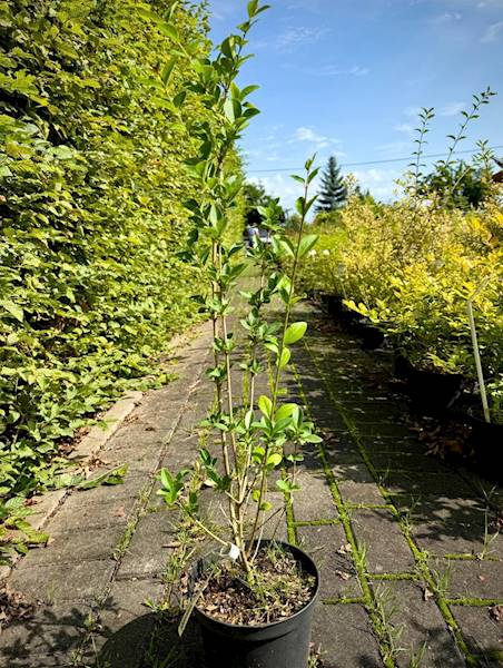 Ligustr zimozielony poj. C3