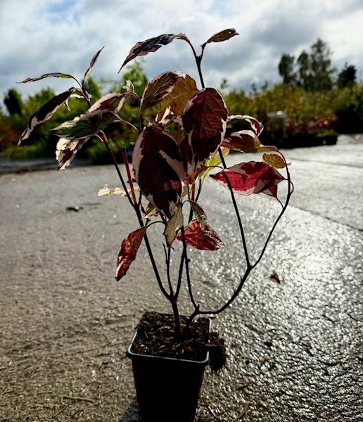 Dereń biały Sibirica Variegata poj. C3