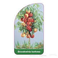 Brzoskwinia Mini
