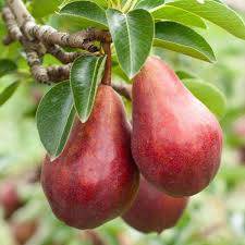 Grusza Red Faworytka