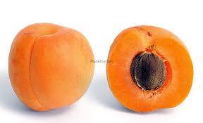 Morela Erly Orange