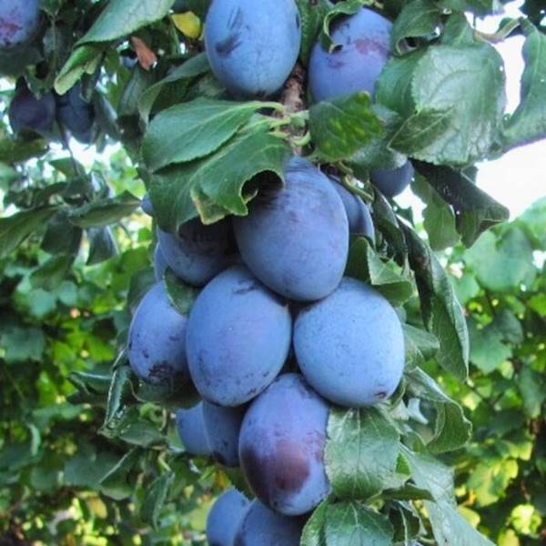 śliwa Kolumnowa Fruca