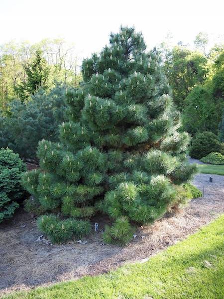 Sosna czarna 180-220 bryła