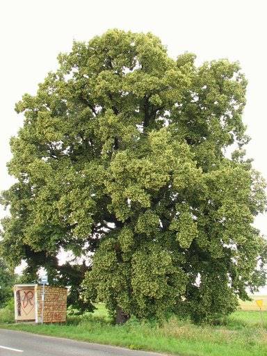 Lipa drobnolistna obw  8-10 poj.