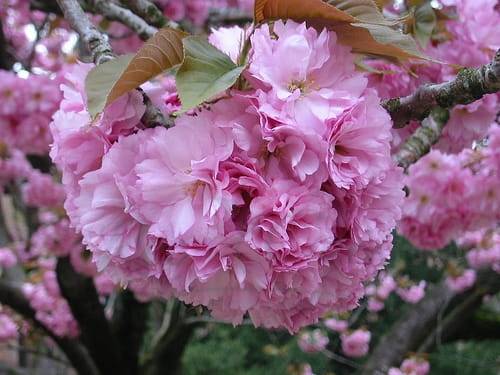 Wiśnia Kanzan poj C7 obw 5-8