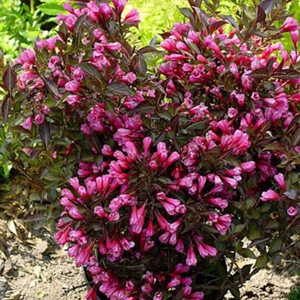 Krzewuszka Victoria poj. C2