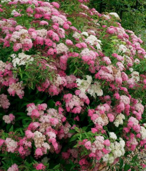 Tawuła japońska poj. C2